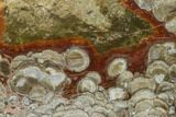 Polished Mushroom Jasper Slab - Arizona #141238-1